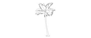 Palm tree elevation, 2D