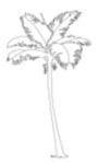 CAD Library: Palm tree elevation, 2D