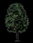 CAD Library: Tree