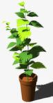 CAD Library: 3D indoor plant