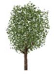 CAD Library: Street Tree