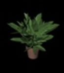 CAD Library: potted plant with large leafs