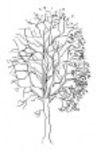 CAD Library: Tree, Elevation