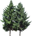 Masked Images: 2 fir trees