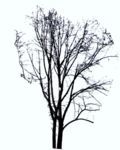 Masked Images: tree without leaves, winter