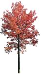 Masked Images: tree, Sweetgum, Liquidambar