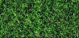 Textures: Grass - lawn - meadow